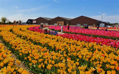 Campos De Tulipanes En Holanda Holandiaes Tu Guía De Holanda