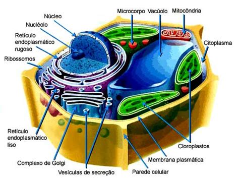 Botânica Da Lê A CÉlula Vegetal