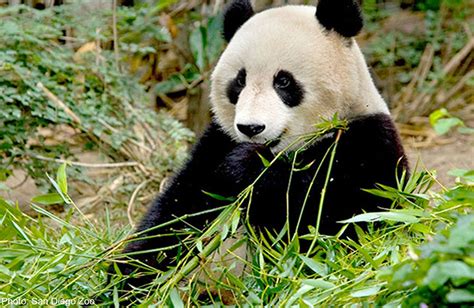 Pandas Mate At San Diego Zoo World News Asiaone