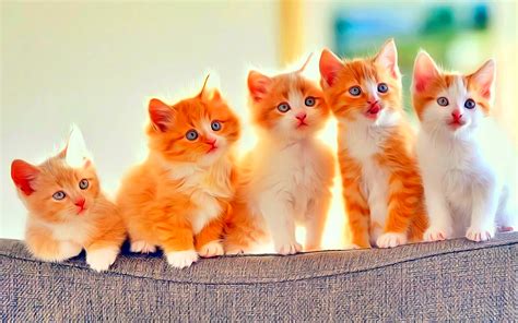 Cute Kittens Aranyos Kiscicák Megaport Media