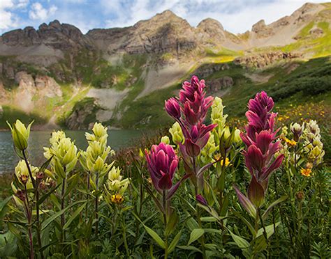 Rocky Mountain Wildflowers Scenic Aperture