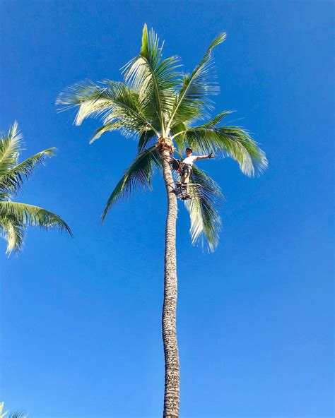 How Not To Trim A Coconut Tree