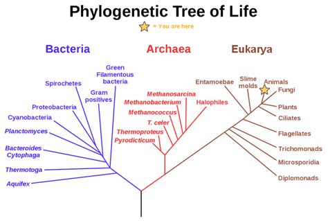 Chapter 12 Diversity Of Life Biology Open Course Framework