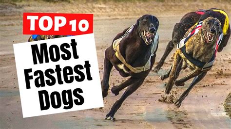 The Most Fastest Dog Breeds On Earth Top 10 List Youtube