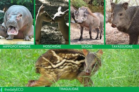 What Are Even Toed Ungulates Artiodactyls Characteristics And Examples
