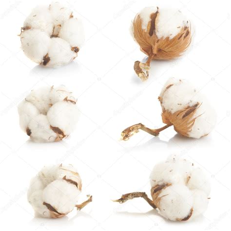 Cotton Plant — Stock Photo © Nanka Photo 13391333