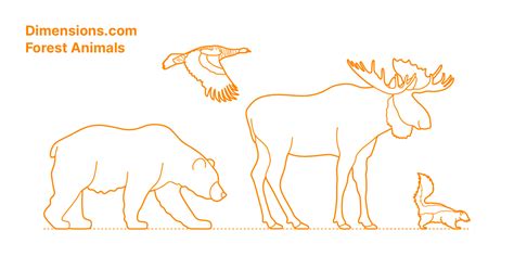 Forest Animals Dimensions And Drawings
