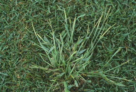 What Does Crabgrass Look Like In Lawn