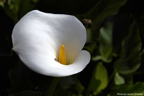 Interesting Facts About Calla Lilies Just Fun Facts