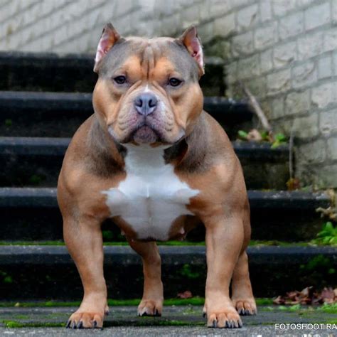 Classic American Bully Dog