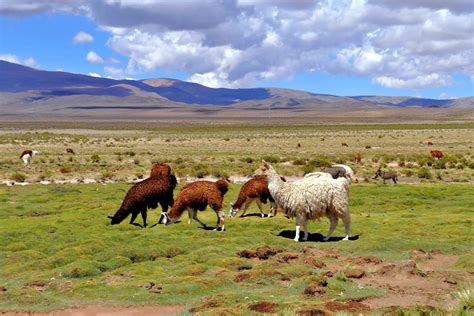La Fauna De La Pampa Argentina