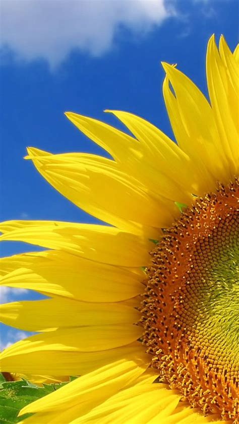 Pin By Shonda Judy On Shonda Judy Photos Sunflower Pictures