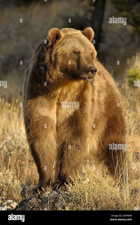 Grizzly Bear Ursus Arctos Captive In Autumn Setting Stock Photo Alamy