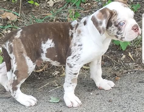 American Bulldog Kennels In Texas