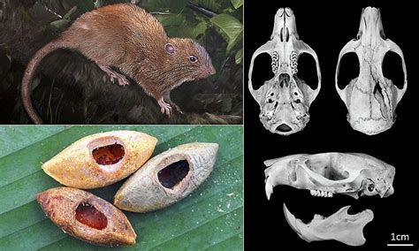 Giant 18 Inch Rat Discovered On South Pacific Island Daily Mail Online