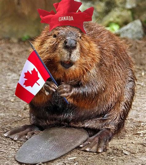 Our National Animal The Beaver Canada Pinterest
