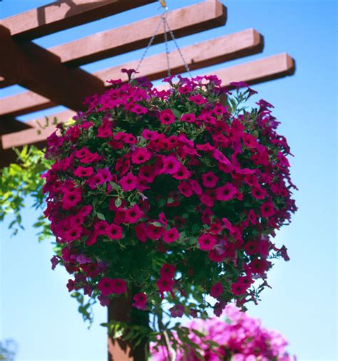 Our Ever So Popular Wave Purple Flourishes In A Hanging Basket Whether