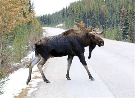Moose Want To Lick Your Car Canadian Drivers Warned