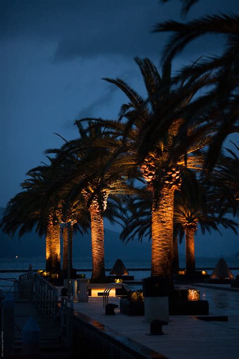 Marina With Palm Trees By Night By Stocksy Contributor B And J Stocksy