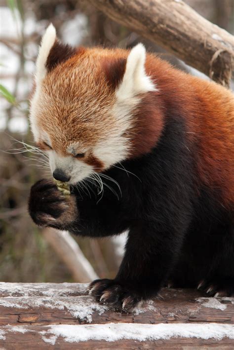 Red Panda Eating In Vienna Zoo Wim Van De Sande Flickr
