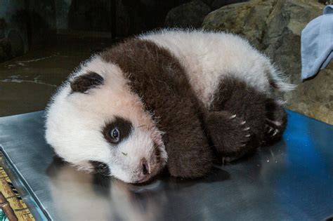 While Weve All Been Freaking Out Heres What The Baby Panda Has Been