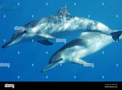 Pod Of Dolphins Swimming Underwater Stock Photo Alamy