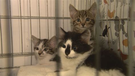Two Men Arrested After Burglary At Cat Sanctuary Itv News Wales