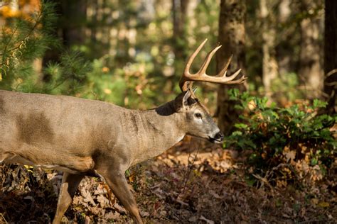 Southern Whitetail Deer Rut Fin And Field Blog