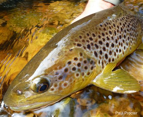 Wild Trout Trust Patagonia Action Works