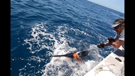 Fishing lure skirting materials can compliment or compromise the head design of big game fishing lures. 2015 Trailer Boat Game Fishing New Zealand Marlin and ...
