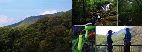 Sri Lanka Rain Forest Exploration Eco Experience Rain Forest