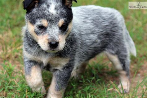 Pictures Of Blue Heeler Puppies Rules Of The Jungle