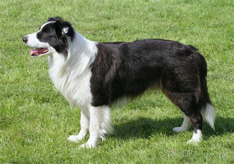 59 How Big Does Border Collie Get Image Bleumoonproductions
