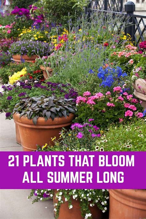 21 Plants That Bloom All Summer Long Outdoorflowers Here Is A Wide