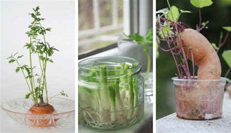 20 Vegetables And Herbs You Can Grow Indoors From Scraps Garden