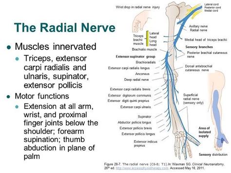 Accessphysiotherapy Brachial Plexus And Peripheral Nerves Nerve