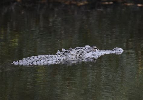 American Alligator Kiawah Island South Carolina Soaringraven95