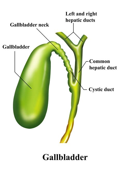 A look at gallbladder sludge, which is a collection of cholesterol, calcium, bilirubin, and other compounds that build up in the gallbladder. NROER - File, Image - Gallbladder