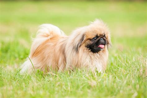 Flat Faced Dogs 8 Breeds And How To Care For Them Great Pet Care