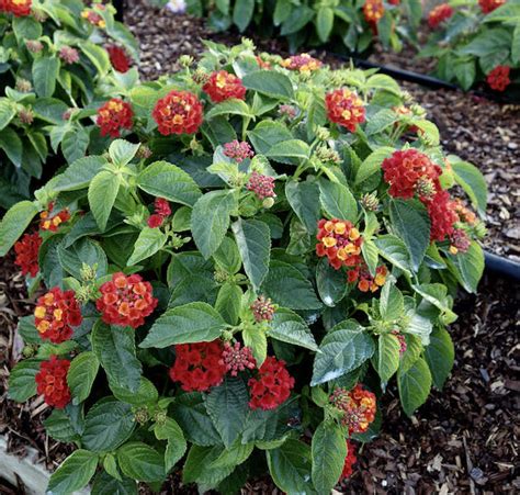 Hot blooded is later featured in the film vision quest in 1985, and is sampled on tone loc's platinum selling single funky cold medina in 1989. Lantana 'Hot Blooded Red' - Greenhouse Product News