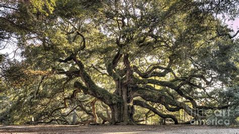 Southern Art Angel Oak Tree Live Oak By Dustin K Ryan Angel Oak