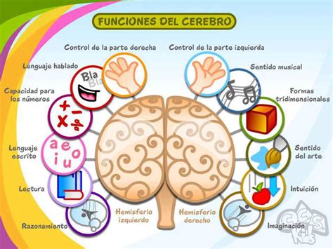 PSICOACH MADRID Conoces La Funcion De Cada Hemisferio Cerebral