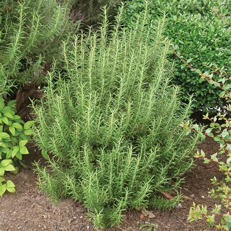 Trailing Rosemary Plant