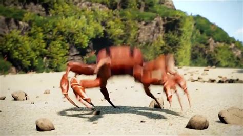 Tap Dancing Crab Demon Coub The Biggest Video Meme Platform