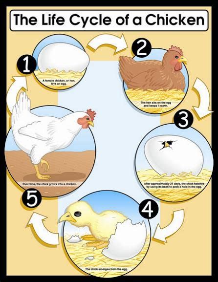 THE LIFE CYCLE OF A CHICKEN Learningenglish Esl