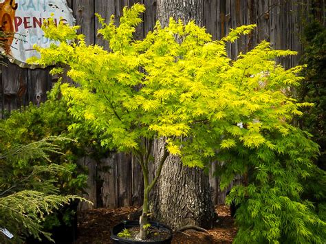 We did not find results for: Orange Dream Japanese Maple Trees For Sale | The Tree Center