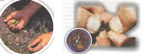 Get protected today and get your. Coffee Berry Borer (CBB)