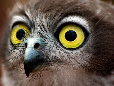 Owl Facts And Photos Bush Heritage Australia