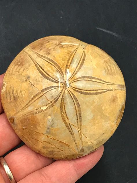 Lot Fossil Rock Collectible Specimen Sand Dollar