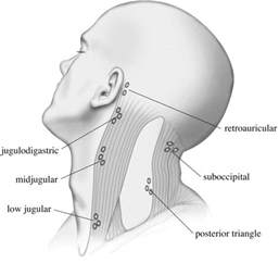 Posterolateral Neck Dissection Operative Techniques In Otolaryngology